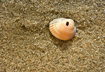 shell on the beach