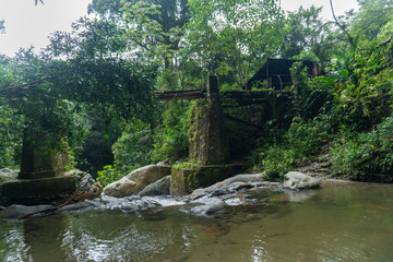 La vegetacion en Minca, Santa Marta