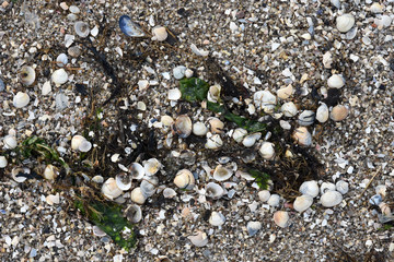 pebbles and shells on beach