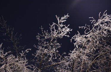 Winter landscape with snow covered tree branches