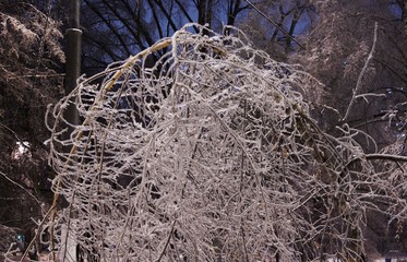 Winter landscape with snow covered tree branches