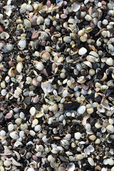 pebbles on the beach