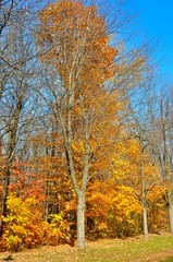 Trees Without Leaves and with Yellow Leaves