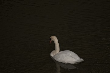 Swan Macro