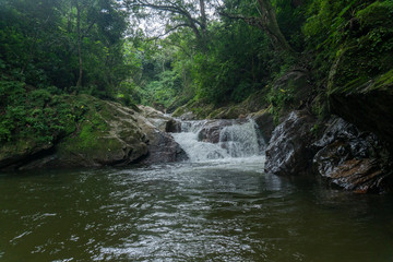 Fototapeta na wymiar La vegetacion en Minca, Santa Marta