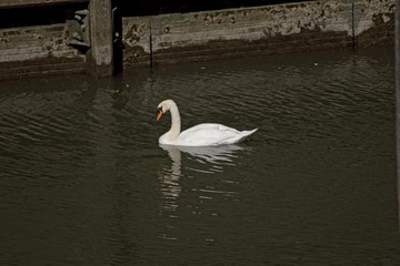 City Swan