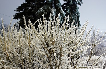 Winter landscape with snow covered tree branches