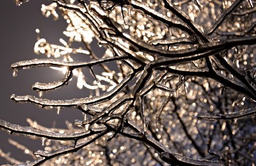Winter landscape with snow covered tree branches