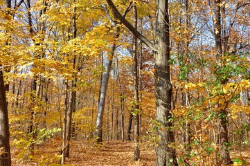 Forest Autumn view 3