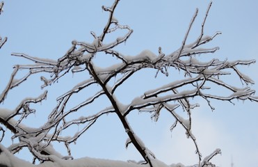 Winter landscape with snow covered tree branches