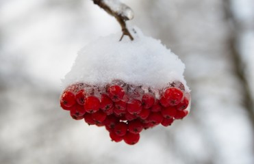 Winter landscape with snow covered tree branches