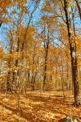 Forest Autumn view 4