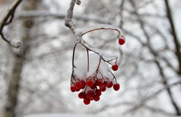 Winter landscape with snow covered tree branches