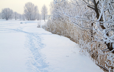 Winter landscape with snow covered tree branches