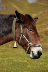 Fototapeta premium portrait of a horse