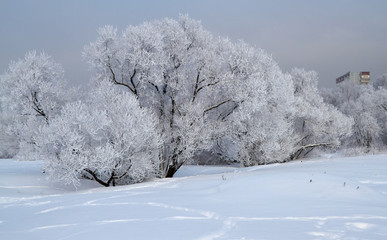 Winter landscape with snow covered tree branches