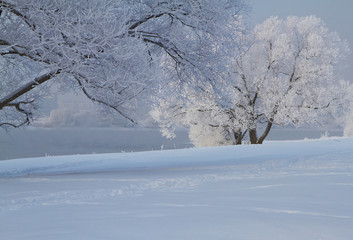 Winter landscape with snow covered tree branches