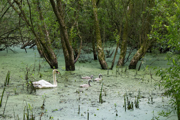 Schwanenfamilie in morastigem Wasser im Naturschutzgebiet Möhnesee