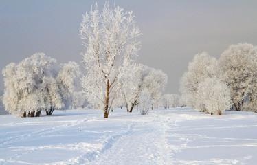 Fototapeta na wymiar Winter landscape with snow covered tree branches