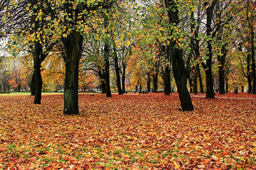 fallen yellow and red leaves in the autumn park 
