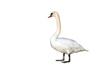 Mute Swan standing. Isolated on white background.