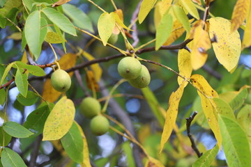 Walnuts grow on a tree in the fall. Harvest walnuts.