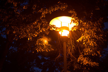 Bright Yellow Lantern Between Tree