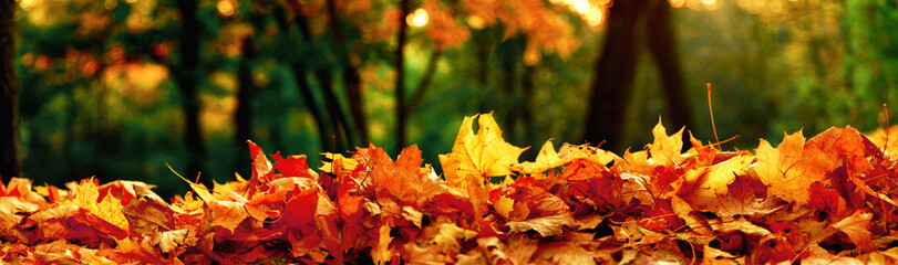 Fototapeta na wymiar Goldener Herbst