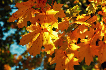 Goldener Herbst
