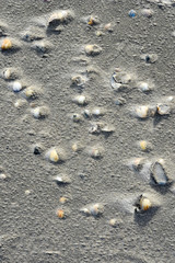 shells on the beach