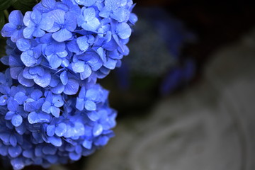 鎌倉のあじさい (青紫一朶)