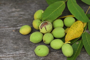 Walnuts plucked from a tree in a green shell. Harvest of walnuts. Selective focus. Macro.