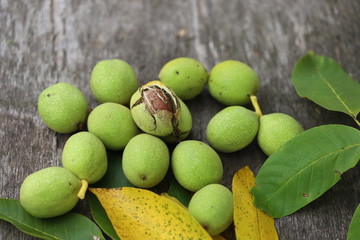 Walnuts plucked from a tree in a green shell. Harvest of walnuts. Selective focus. Macro.