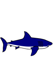 Hai Shark Vektor Haifisch Grafik Details blau blue