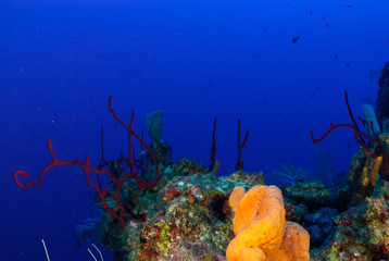 An unerwater scene showing a small section of coral reef that fish like to live in. The shot was taken in Grand Cayman in the Caribbean and shows a healthy tropical marine habitat