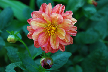 beautiful pink , yellow and orange flower in garden