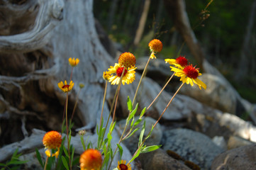 The Wildflowers of the Shuswap