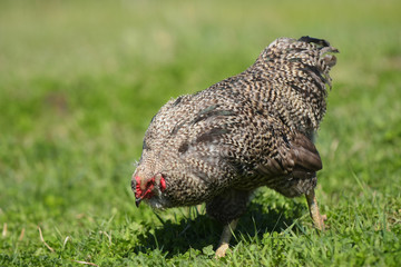 Single Free Range Chicken