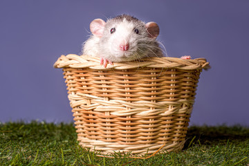 A cute rat dumbo in a basket. Symbol of the New Year. Christmas.