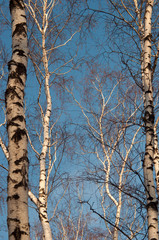 Fototapeta premium Birch trees and blue sky in autumn