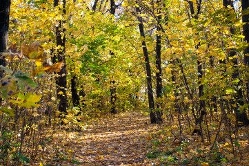 Leaves covered trail in autumn forest