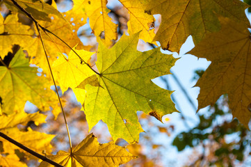 Yellow leaves in autumn forest