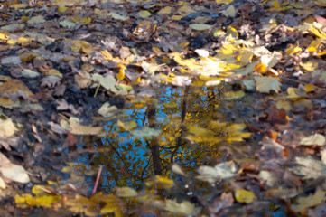 Sky reflection in small pool in autumn forest