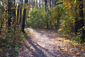 Sunlight through trees in autumn forest