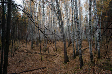 Trees in shady autumn forest