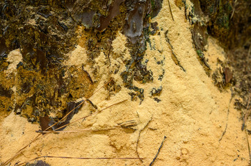 bark of a tree