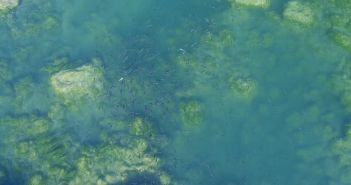 Aerial view of the thinlip mullet from Skradinski buk, Krka National Park