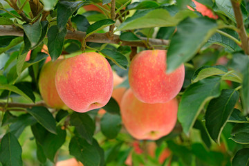 Many ripe apples on the fruit trees