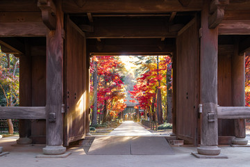 門に射し込む光と赤く染まり始めた紅葉の葉	