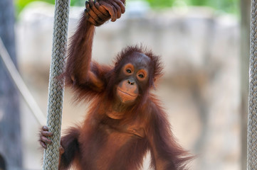 An image of a young orangutan holding it's mother's hand as it climbs about on ropes © Ron Dubreuil
